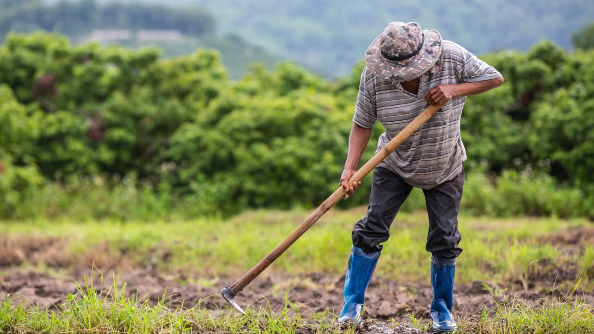 agricultor com enxada capinando e arbustos ao fundo