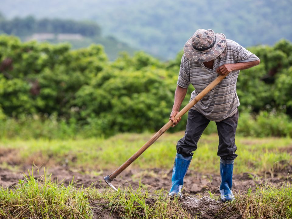 agricultor com enxada capinando e arbustos ao fundo